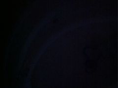 -皇冠幸福里动物奶油生日蛋糕(光谷软件园店)