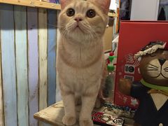 -小时光咖啡馆(开森度假森林店)