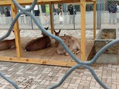 -长白岛森林公园