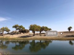 -金塔沙漠胡杨林景区