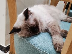 -藏猫猫咖啡主题馆(中央大道店)