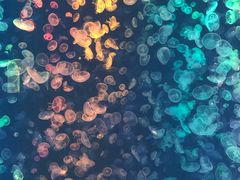 -烟台海昌鲸鲨海洋公园