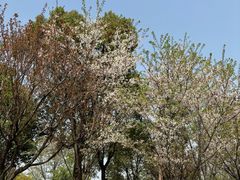 -盘龙城国家考古遗址公园