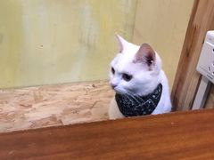 -猫色咖啡·猫咖