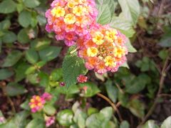 -西湖风景区-江洋畈生态公园