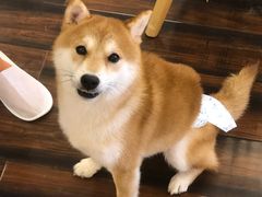 -豆柴町-柴犬主题狗咖(红鼎国际C座店)