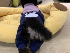 -逗柴咖啡屋·狗咖猫咖宠物桌游