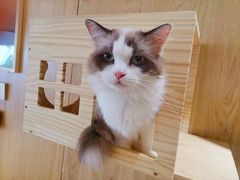 -喵呜公社猫咖