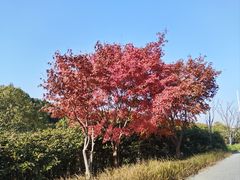 -贡湖湾湿地公园