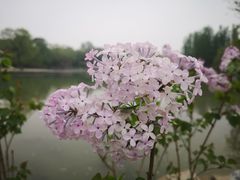 -海淀公园