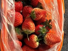 -大自然农场蔬菜草莓采摘园