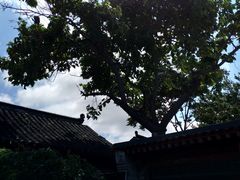 -王家大院