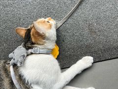 -Again Coffee Roaster(香蜜湖店)