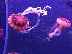 -成都浩海立方海洋公园