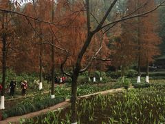 -重庆彩云湖湿地公园