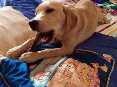 -米苏动物医院·犬猫专科·骨科外科内窥镜
