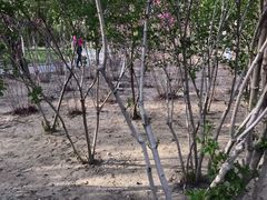 -大兴滨河森林公园