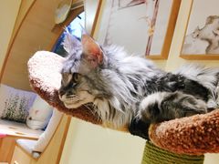 -猫和宫(六道口店)
