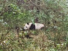 -成都大熊猫繁育研究基地