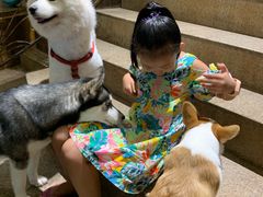 -more than meow吴止猫主题餐厅(承德 中船汇店)