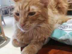 -藏猫猫咖啡主题馆(中央大道店)