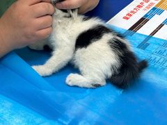 -瑞鹏宠物医院·宠保定点·心脏科·内科(御桥分院)