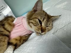 -达爱动物医院·犬猫分区·CT·复杂眼科(远洋山水分院)