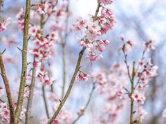 -田野绿世界
