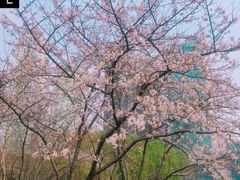 -西北湖绿化广场