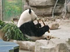-灵玲国际马戏城