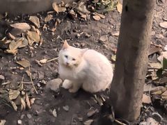 -灵顺寺