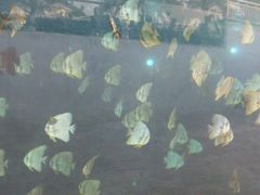 -瑞德姆美人鱼海底演艺主题餐厅(亚龙湾店)