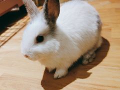 -猫猫幼稚园·撸猫·桌游·电玩