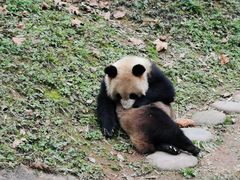 -都江堰中华大熊猫苑