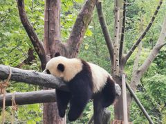 -都江堰中华大熊猫苑