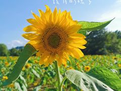 -贵阳市花溪国家城市湿地公园