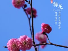 -杭州植物园
