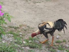 -边寨喊沙