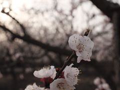 -洛阳市隋唐城遗址植物园
