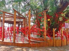 -北海金海湾红树林生态旅游区