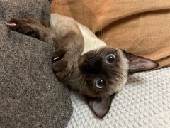 -半岛宠物医院24小时(科华中路店)