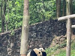-都江堰中华大熊猫苑