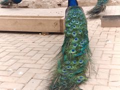 -青藏高原野生动物园