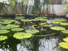 -国家植物园南园