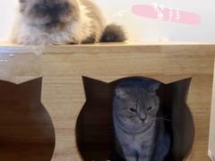 -喵园·猫主题咖啡厅·撸猫·猫咖(国贸店)