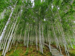 -北极村旅游风景区