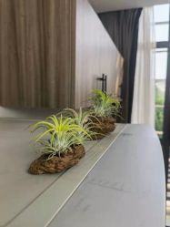 -安琪朵朵独栋花园月子中心