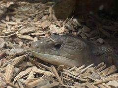 -酷以爬仙阁实体爬宠店·守宫·蜥蜴·专业繁育