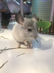 -Moni星球萌宠·小马宝莉·灵蛇·高端高阶全萌宠互动体验俱乐部(红豆国际广场店)