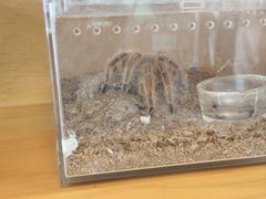 -吉丁鸟咖·异宠·寄养